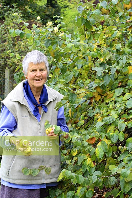 Leonie Woolhouse working in her garden, picking quinces - Owner of The Old Sun House, Wymondham, Norfolk, NGS 