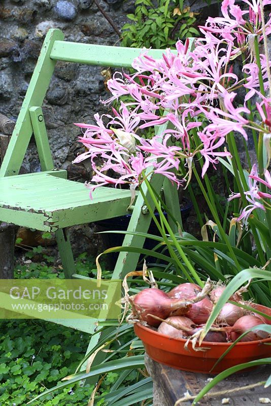 Drying onions, Nerines and a green chair in the fig house - The Old Sun House, Wymondham, Norfolk, NGS