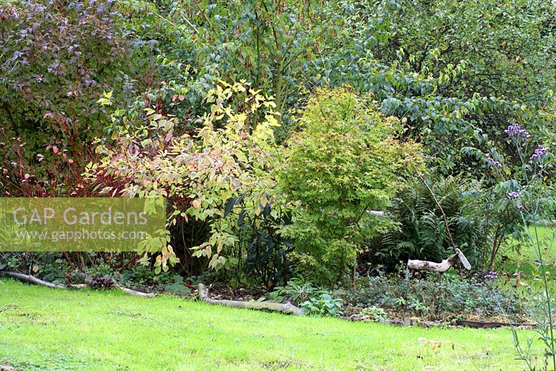 Cornus alba 'Spaethii' and a driftwood sculpture made by Leonie Woolhouse, in mixed border - The Old Sun House, Wymondham, Norfolk, NGS 