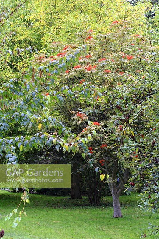 Sorbus sargentiana - Sargents Rowan in early October - The Old Sun House, Wymondham, Norfolk, NGS 