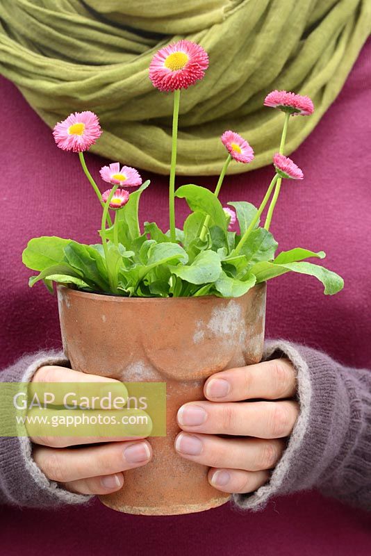 Woman holding a potted pink Bellis 
