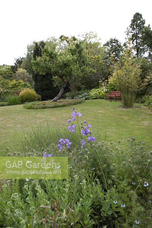 Oxfordshire garden in June with soft planting in foreground including Campanula, Lavandula, Nigella, Sedum and old pear tree in background with wooden bench and bamboo