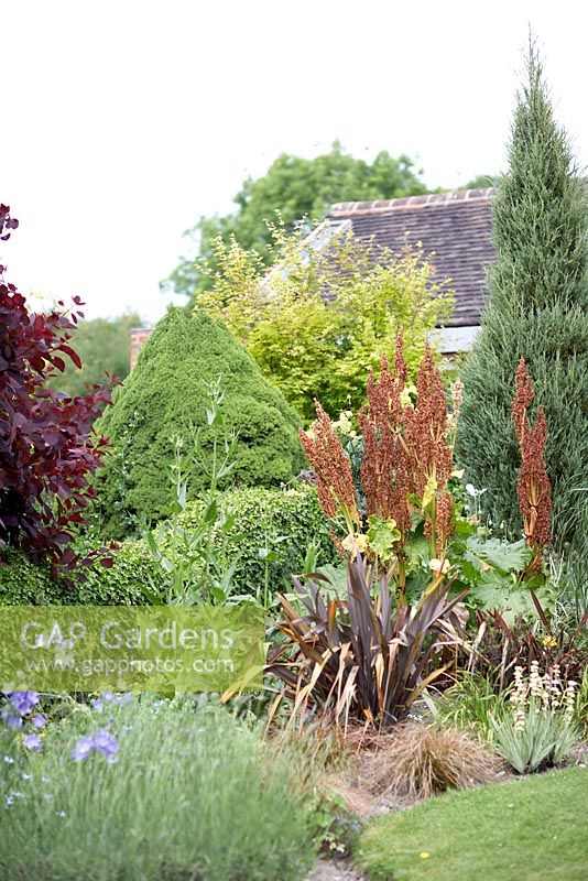 Mixed planting contrasting structural evergreens with bronzey seedheads and purple foliage including Cotinus, Phormium, Dipsacus - Teasel, Lavandula, Campanula and Sisyrinchium striatum.