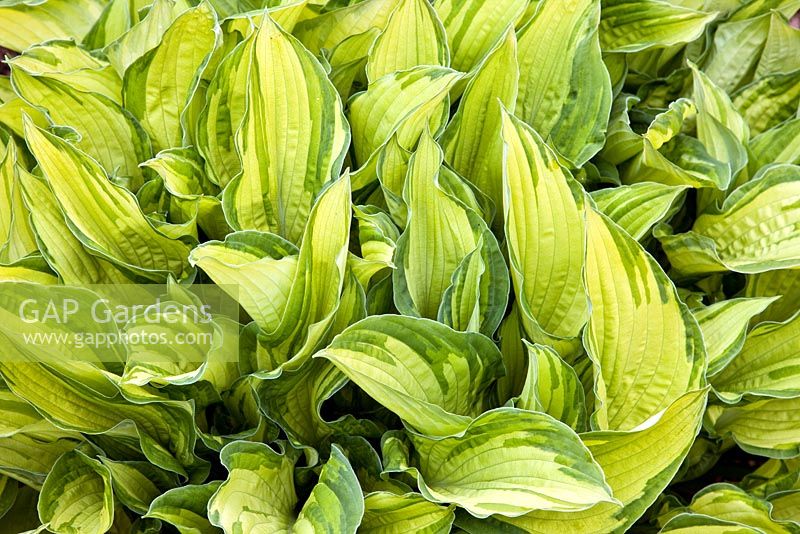 Hosta fortunei var. albopicta at Bancroft Farm NGS, Staffordshire, UK in May
