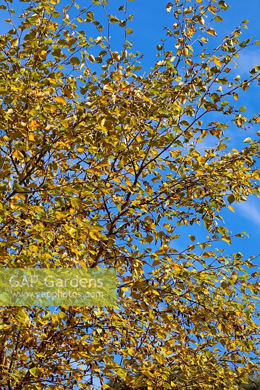Betula ermanii 'Grayswood Hill' foliage in autumn