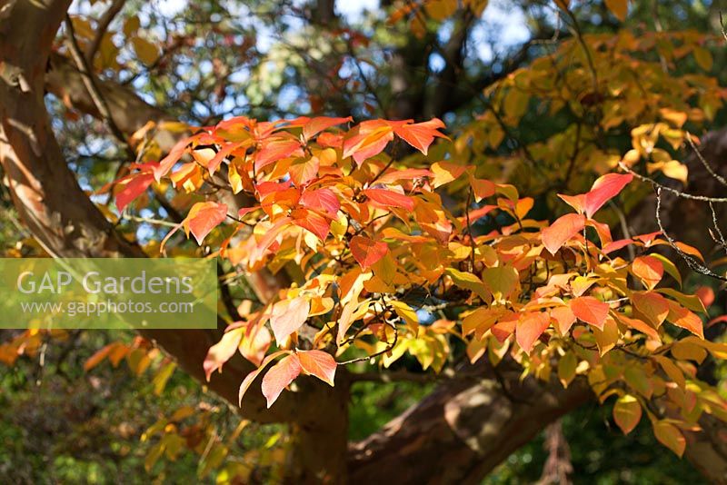 Stewartia pseudocamellia foliage in autumn