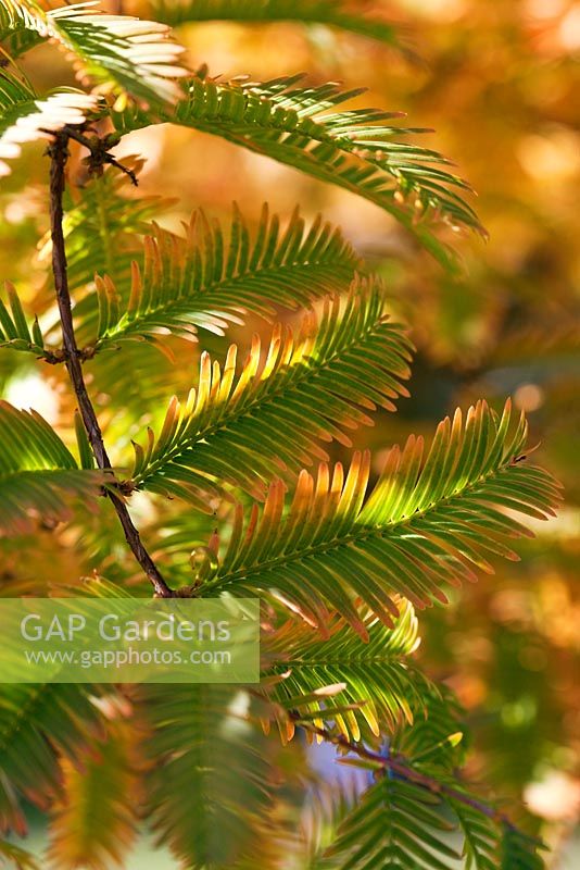 Metasequoia glyptostroboides - Dawn Redwood foliage in autumn
