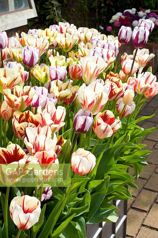 Tulipa vir. 'Tulipa Flaming Springgreen' and 'Zurel'