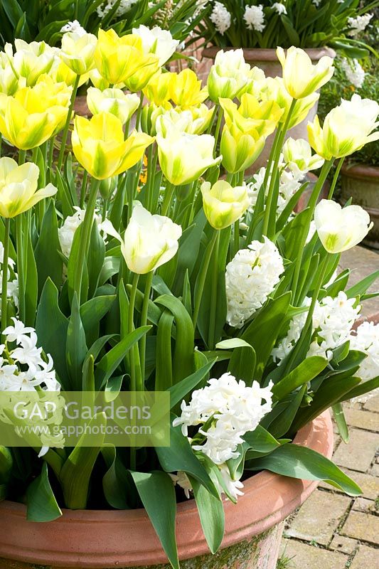 Spring container with Tulipa 'Spring Green' and 'Greeneyes' underplanted with white Hyacinthus. East Ruston Old Vicarage