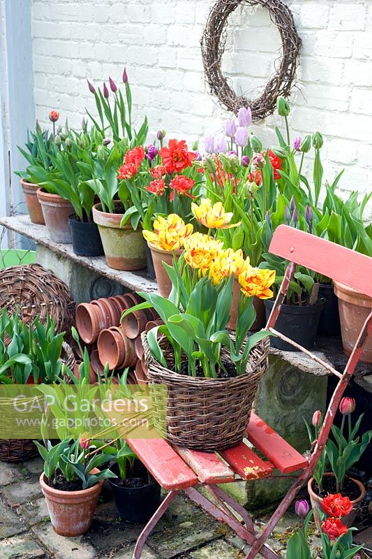 Tulipa 'Golden Nizza' in wicker container on red chair in decorative display