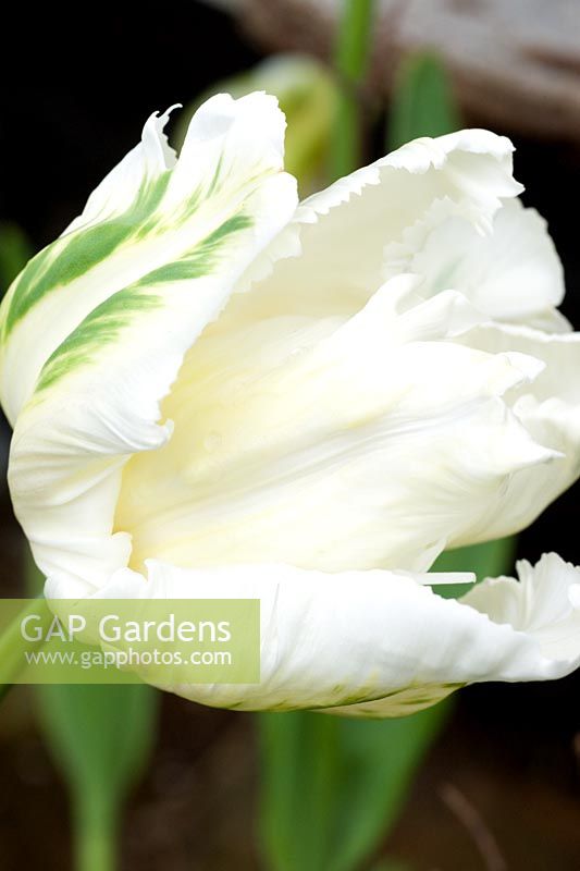 Tulipa 'White Parrot'