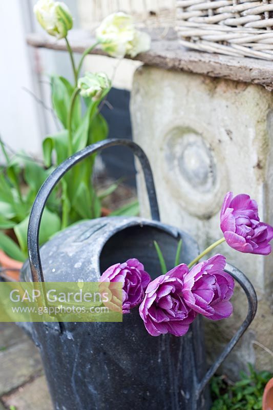 Tulipa 'Blue Diamond' in watering can