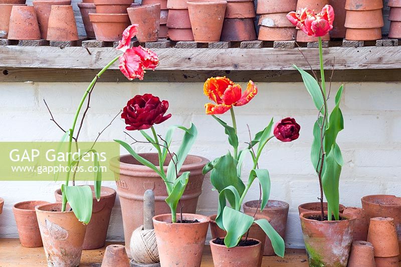 Tulips displayed in terracotta pots in greenhouse - Parrot tulips 'Fantasy' 
