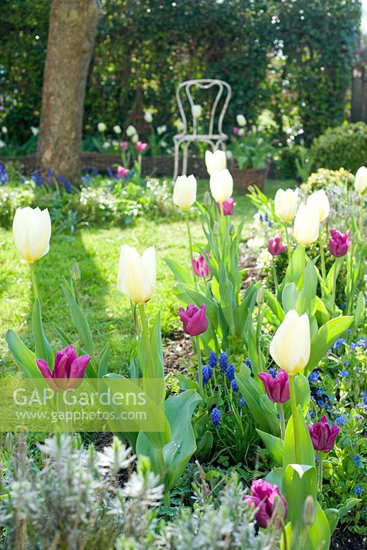 Spring cottage border with Tulipa 'White Dream', Tulipa 'Passionale' and Muscari