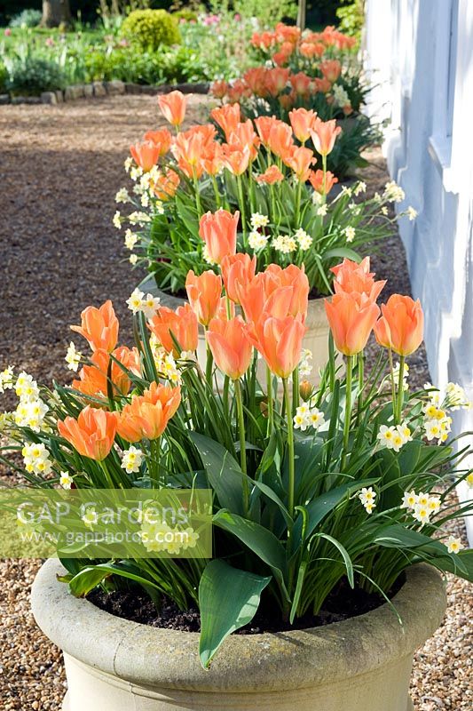 Row of spring containers - Tulipa 'Orange Emperor' and Narcissus 'Minnow'