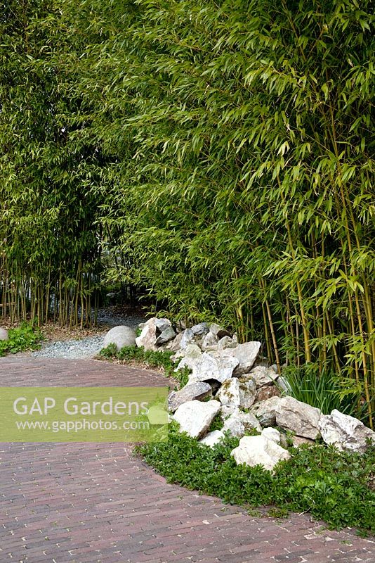 Bamboo grove - Appeltern garden, Holland 