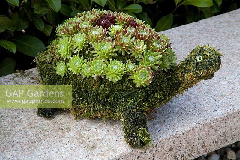 Sempervivum and moss planted in tortoise shaped container - Appeltern garden, Holland 