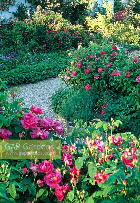 The Rose Garden - including Rosa gallica var. officinalis - Llanllyr, Ceredigion, Wales June