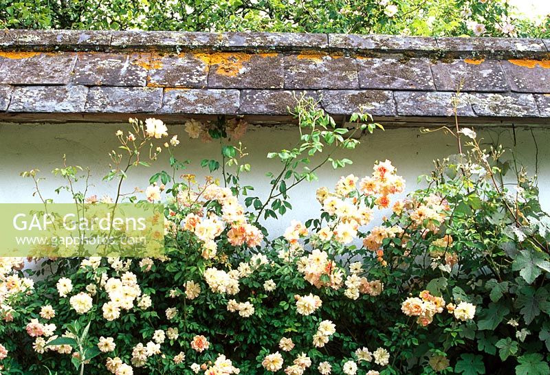 The Rose garden - Llanllyr Garden, Talsan, Ceredigion, Wales,  June 