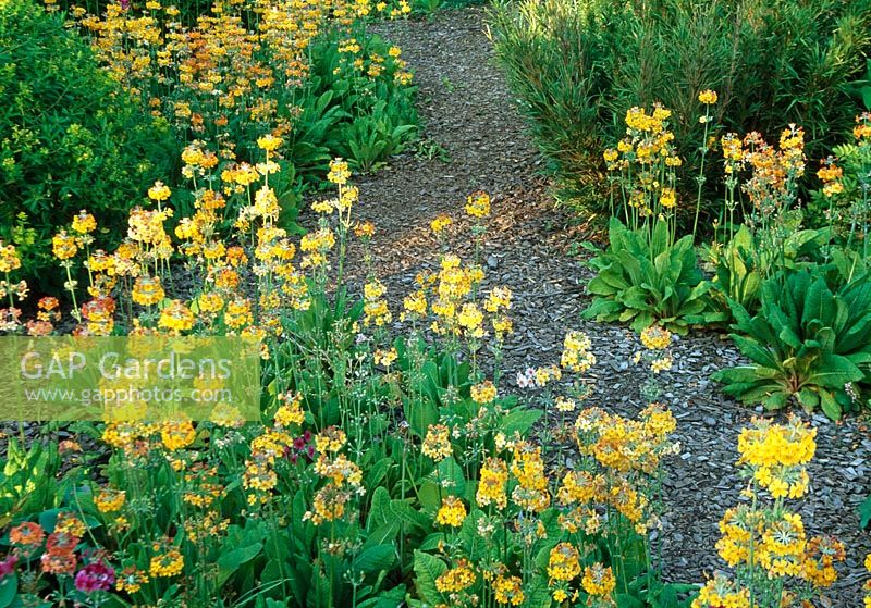 Candelabra Primulas in the Jubilee Walk - Llanllyr Garden, Talsan, Ceredigion, Wales, June 
