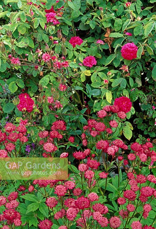 Rosa and Astrantia - Llanllyr Garden, Talsan, Ceredigion, Wales