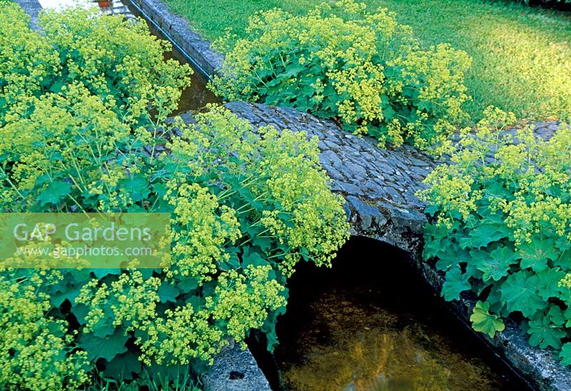 Alchemilla Mollis by bridge in the Water Garden - Llanllyr, Ceredigion, Wales June