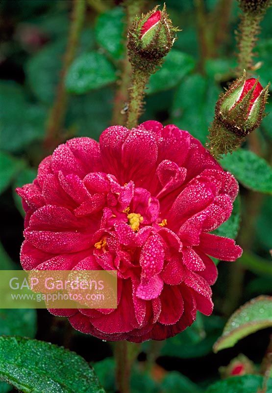 Rose in The Rose Garden - Llanllyr Garden, Talsan, Ceredigion, Wales 