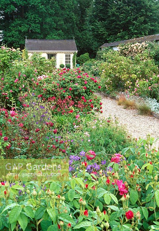 The Rose Garden - Llanllyr Garden, Talsan, Ceredigion, Wales 