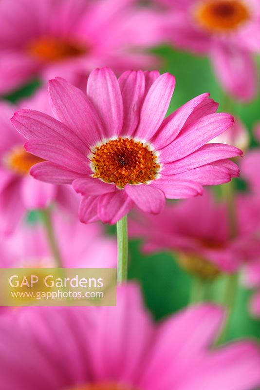 Argyranthemum Summit Pink 'Cobsing' - Marguerite Daisy Crazy Series 