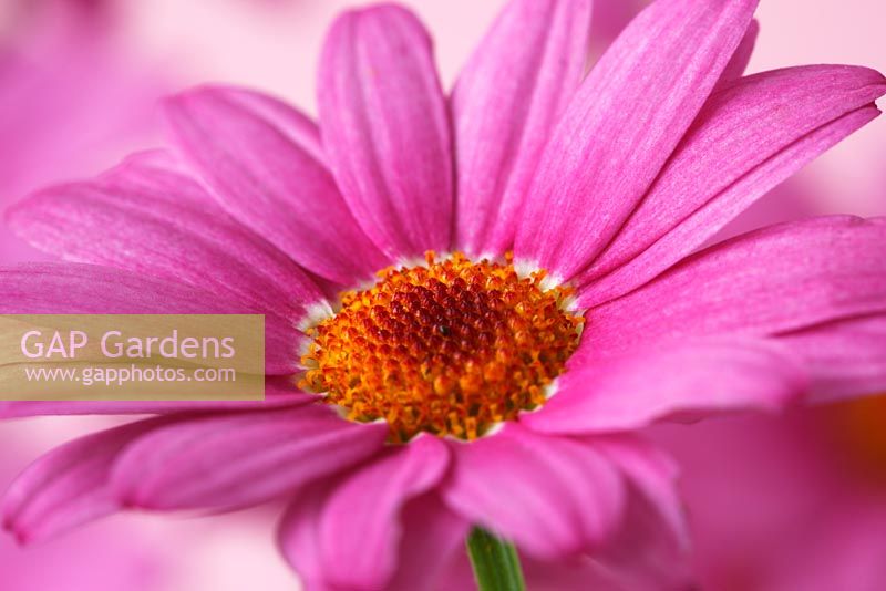 Argyranthemum Summit Pink 'Cobsing' Marguerite Daisy Crazy Series 