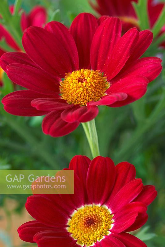 Argyranthemum 'Starlight Red' - Marguerite Daisy Crazy Series 