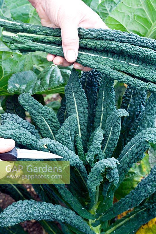 Harvesting black tuscan kale