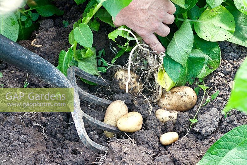 Harvesting potatoes
