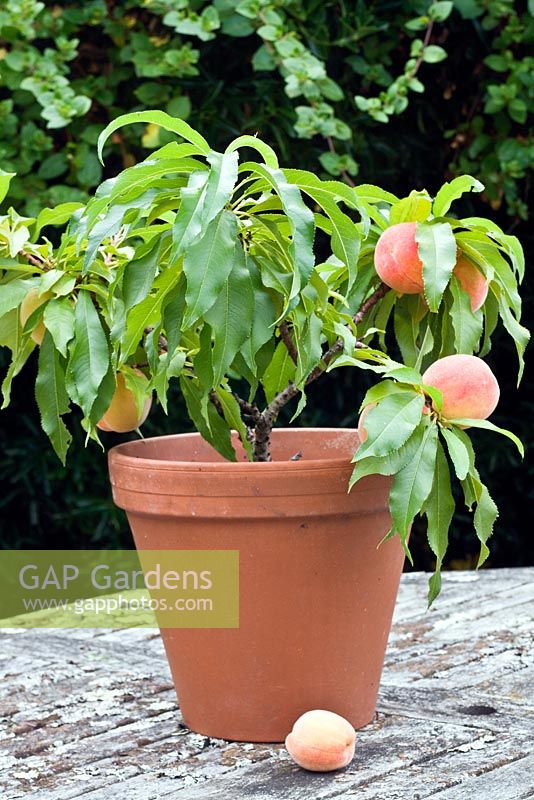 Peach 'Bonanza' grown in a pot