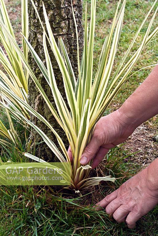 Removing a sucker from Cordyline 'Torbay Dazzler'