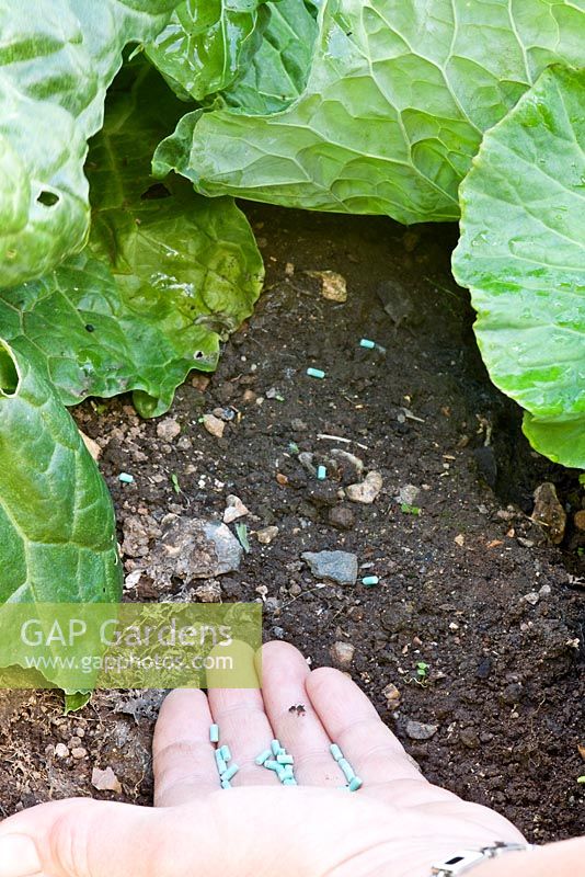 tep by step Brassica care  - Step 2 - apply slug pellets