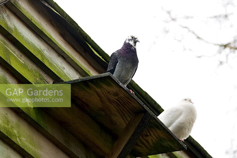 Doves on a dovecote - Mallards