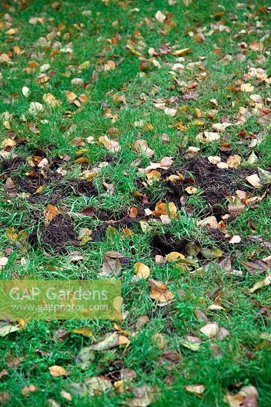 Damage to grass caused by foraging Badgers - Meles meles