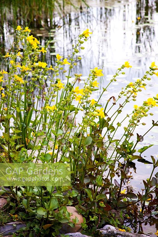 Mimulus luteus - Yellow monkey flower growing in the regeneration or cleaning zone of a natural swimming pool