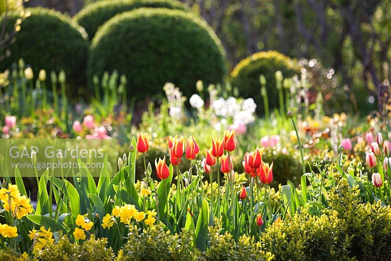 Tulipa 'Synaeda King', Tulipa 'Happy Generation', Narcissus and Allium in border lined with clipped box hedge and balls - Slottsträdgården, Malmö, Sweden