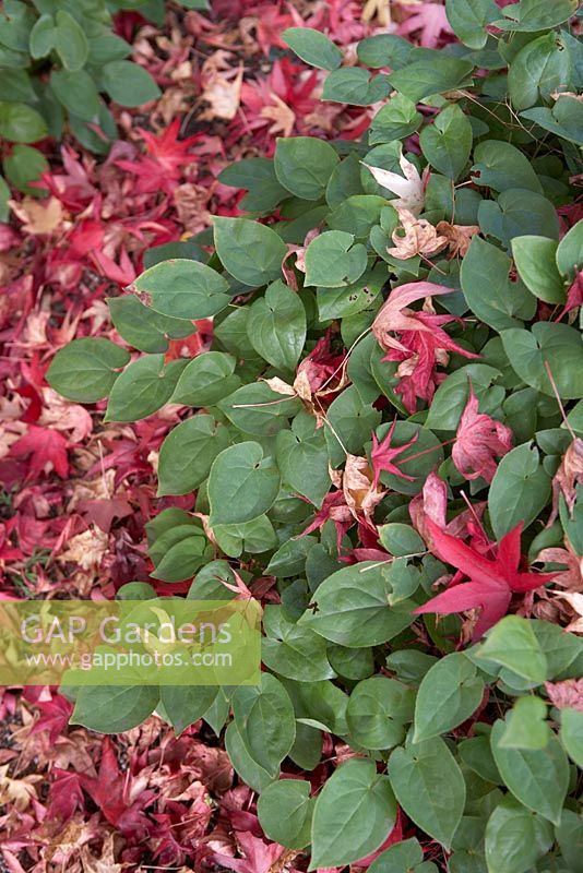 Liquidambar styraciflua 'Worplesdon' leaves on the ground amongst Epimedium x versicolor 'Sulphureum' in October