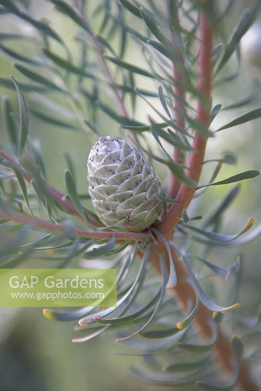Leucadendron galpinii - Hairless conebush in October