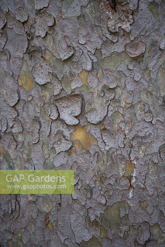 Pinus gerardiana bark in October