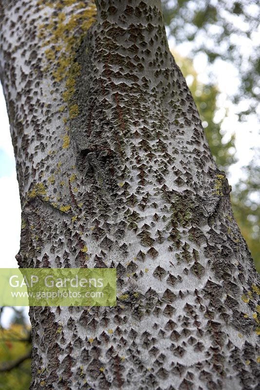 Populus alba - White Poplar bark