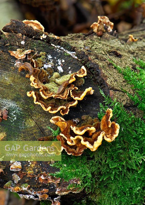 Stereum hirsutum - Hairy Stereum, usually found on stumps, logs and fallen branches of deciduous trees, especially oak