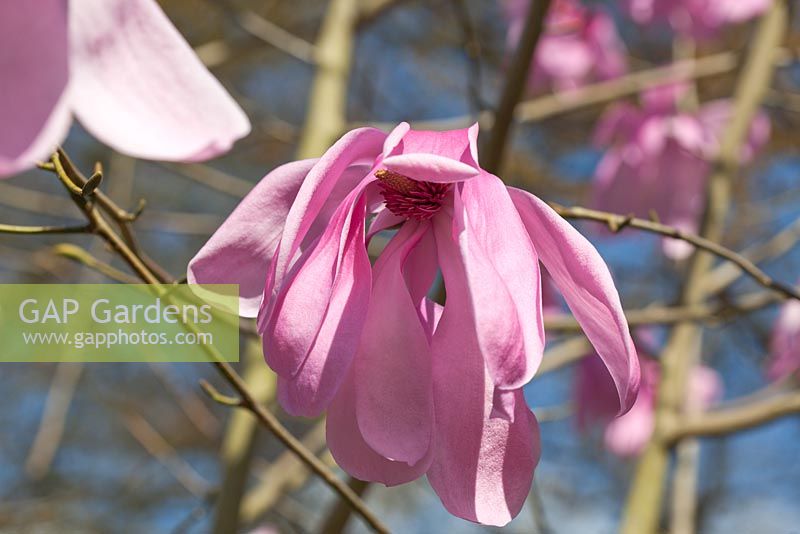 Magnolia 'Purple Breeze'