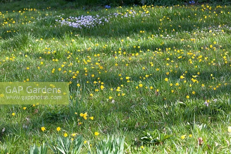 Narcissus bulbicodium flowering in wild flower meadow, RHS Gardens Wisley