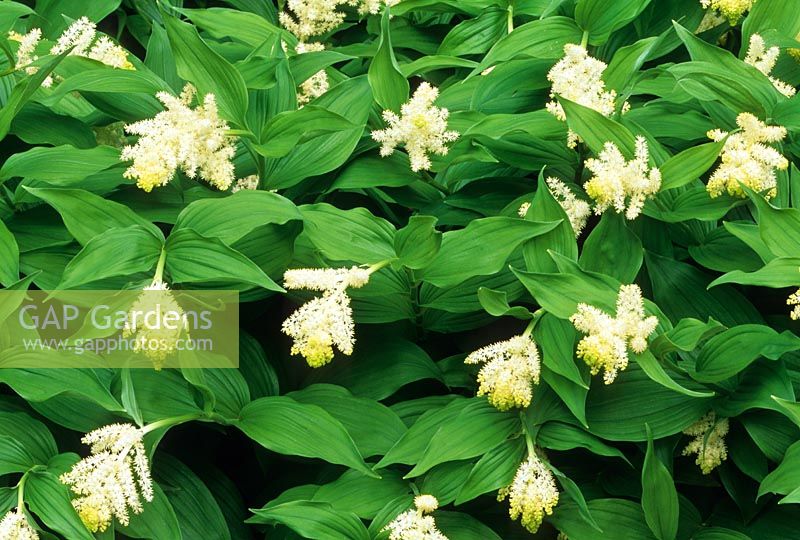 Maianthemum racemosum syn. Smilacina racemosa