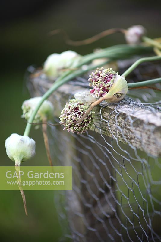 Allium ophioscorodon - Garlic