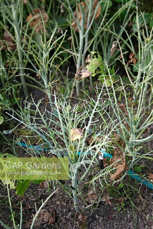 Brassica plants stripped by large white caterpillars